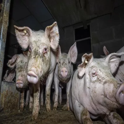 Bild: Kranke, verletzte und misshandelte Schweine: Tierquälerei bei 7 Westfleisch-Zuliefererbetrieben aufgedeckt