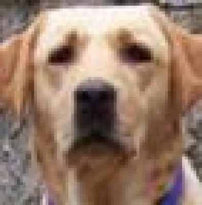 Bild: Brauchen Haustiere eine Versicherung?