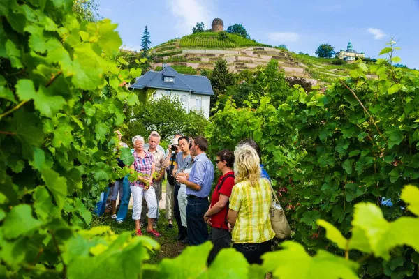 Bild: Dresden Elbland feiert den Wein: 20. Tage des offenen Weingutes