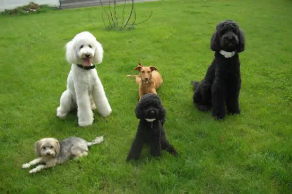 Bild: Die Mobilen Hundetrainer sind neu in ganz Deutschland