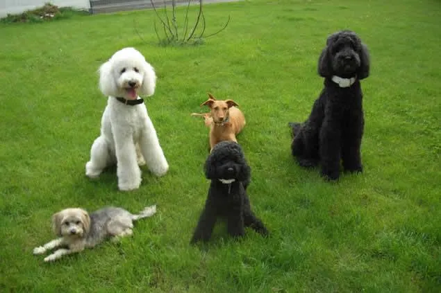 Bild: Die Mobilen Hundetrainer sind neu in ganz Deutschland