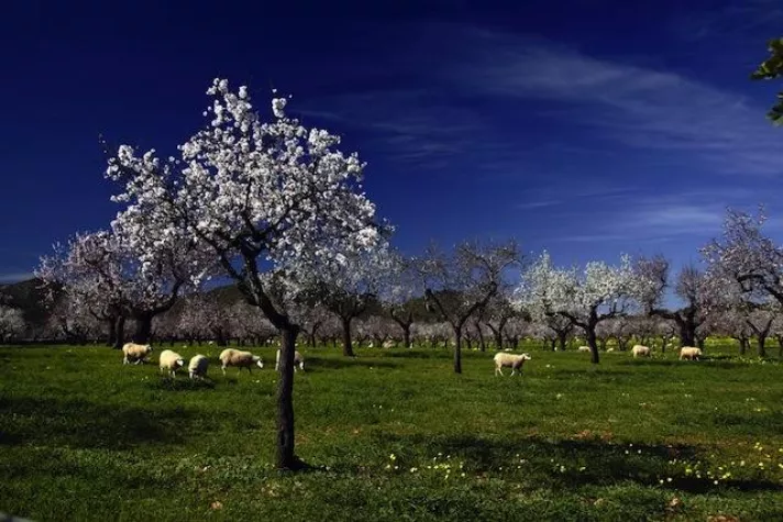 Mit Sunny Cars eindrucksvollen Blütenzauber erleben Bild: Mit Sunny Cars eindrucksvollen Blütenzauber erleben