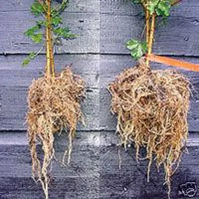 Bild: Düngerpilze für natürlichen Pflanzenwuchs weiter auf dem Vormarsch