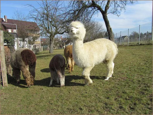 Bild: Alpaka Dreams Weidenfest