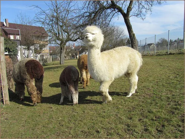 Bild: Alpaka Dreams Weidenfest