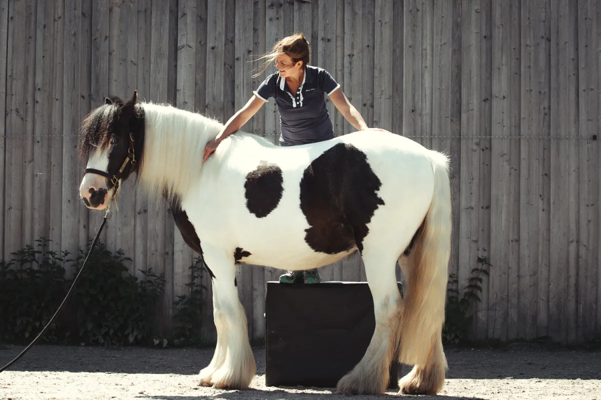 Tierärztin Dippert am Patient