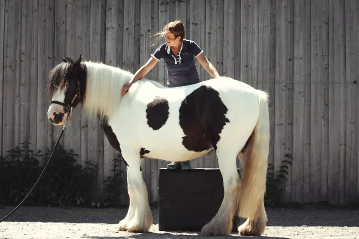 Bild: Mobile Tierarztpraxis im Landkreis Wasserburg - Rosenheim