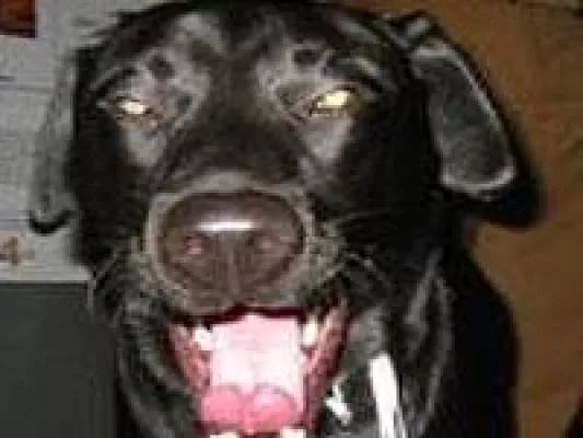 Bild: Unfassbar: Mann quält Blindenhund und die Behörden sehen tatenlos zu