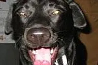 Bild: Unfassbar: Mann quält Blindenhund und die Behörden sehen tatenlos zu