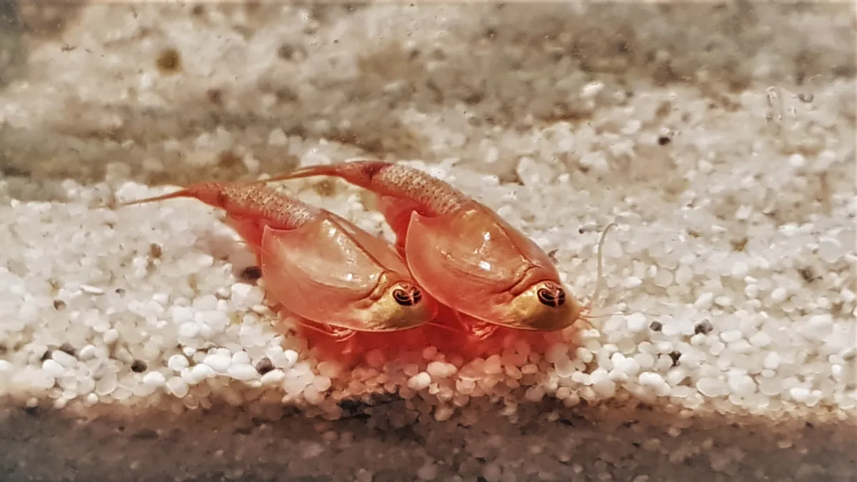 Urzeitkrebse von Triops King (© Triops King)