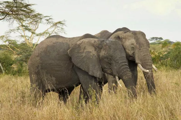 Bild: Illegale Jagd auf Elefanten in Ostafrika