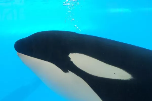 Bild: ORCA - NACHWUCHS IM LORO PARQUE