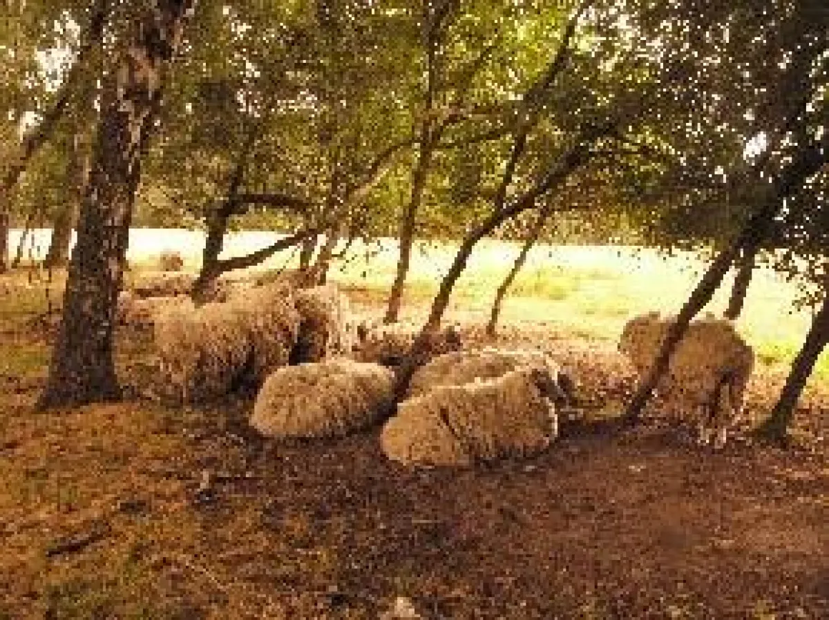 Ungeschorene Schafe leiden unter hohen Temperaturen und direkter Sonneneinstrahlung. Deshalb liegen diese auf dem nackten Boden.