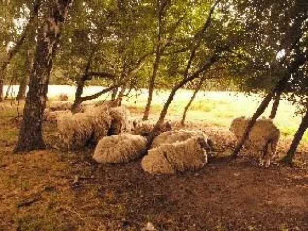 Schafschur ist längst überfällig Bild: Schafschur ist längst überfällig