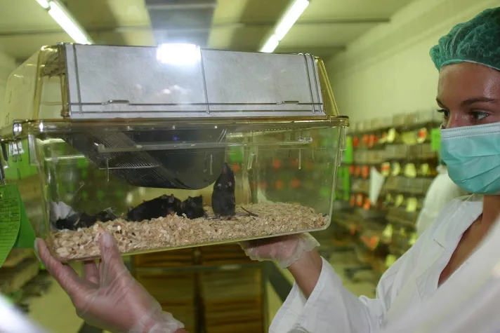 Warum die akademische Forschung an Tierversuchen festhält Bild: Warum die akademische Forschung an Tierversuchen festhält