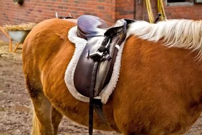 Pferdehaftpflicht – Was passiert bei Unfällen mit fremden Reitern? Bild: Pferdehaftpflicht – Was passiert bei Unfällen mit fremden Reitern?