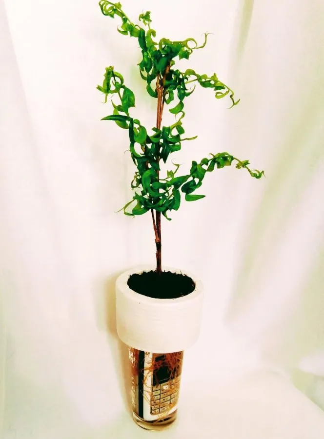 Metallschluckende Pflanzen und plastik-fressende Bakterien recyceln Handy