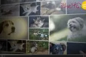 Einfach tierisch – Im Imagevideo des Online-Tierheims shelta spielen Tierschutztiere die Hauptrolle Bild: Einfach tierisch – Im Imagevideo des Online-Tierheims shelta spielen Tierschutztiere die Hauptrolle