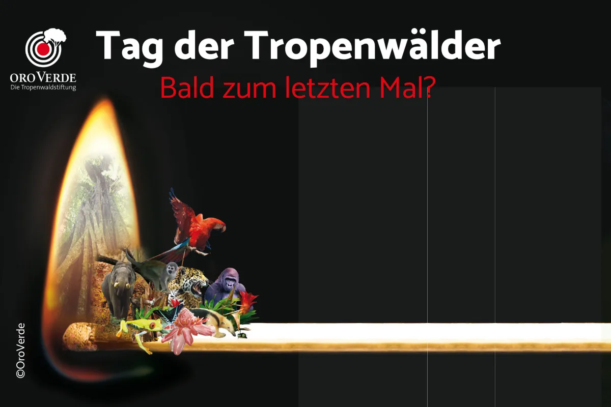 Die Tropenwälder sind stark bedroht. (© OroVerde)