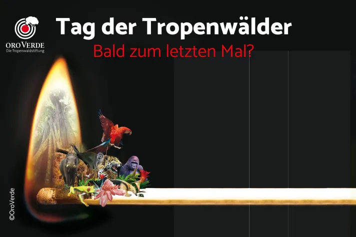 Bild: Der Tag der Tropenwälder - bald Geschichte?