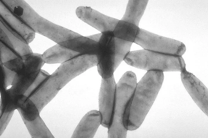 Bild: Legionellen-Prophylaxe und der Unsinn der Vorschriften