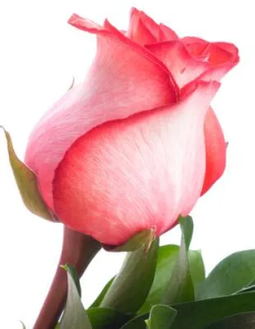 Bild: Wie der Valentinstag wurde, was er ist