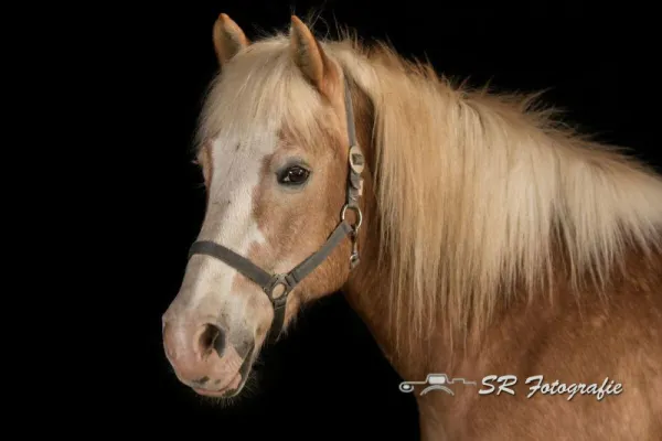 Studiofotografie für Pferde im mobilen Studio - ab sofort bei SR Fotografie möglich Bild: Studiofotografie für Pferde im mobilen Studio - ab sofort bei SR Fotografie möglich