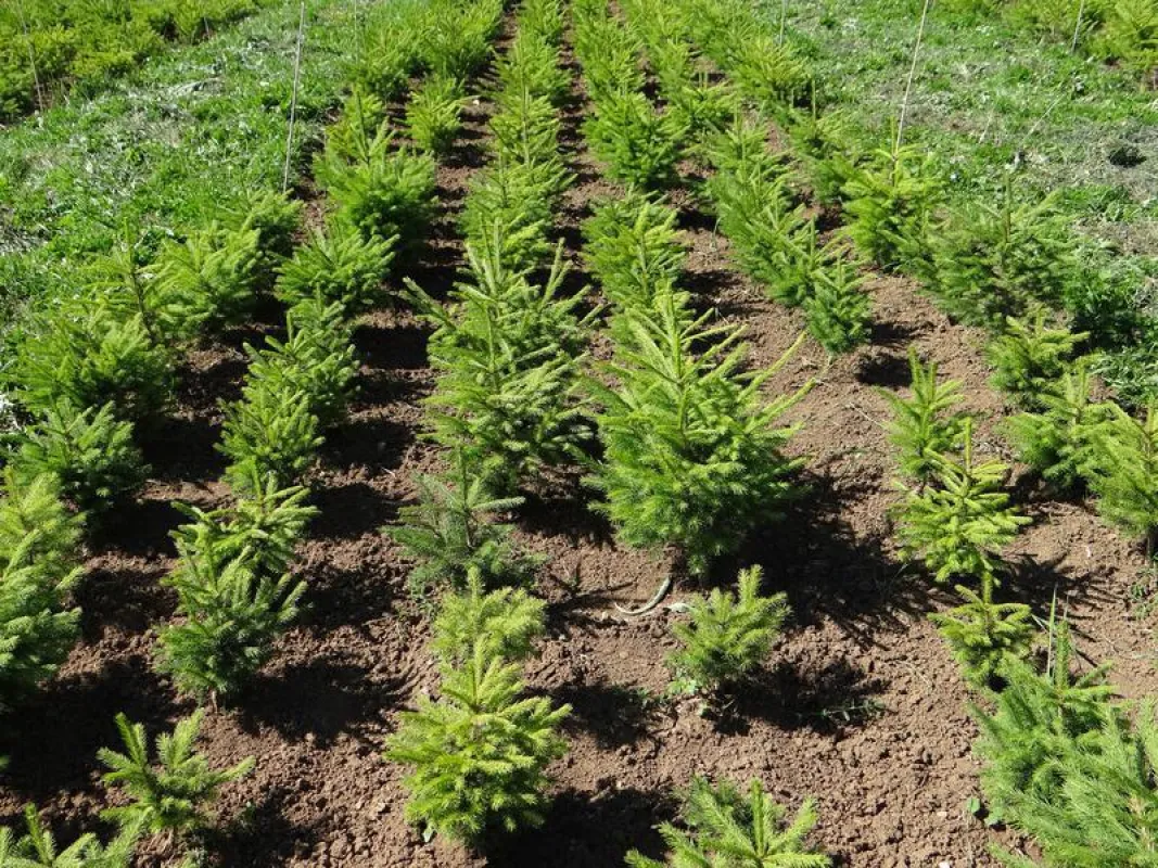 Junge Fichten (Picea abies) aus mehreren Populationen im Pflanzgarten bei Matzendorf (Kt. Solothurn). Deutlich erkennbar sind die unterschiedlichen Baumhöhen der einzelnen Herkünfte. (Aline Frank / WS