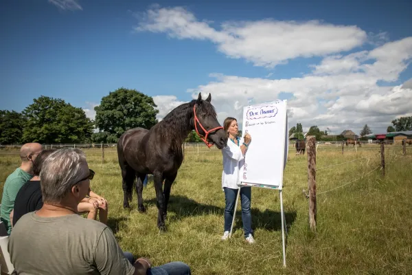 Bild: Mit Pferden achtsamer und Stress stabiler werden - Ausbildung