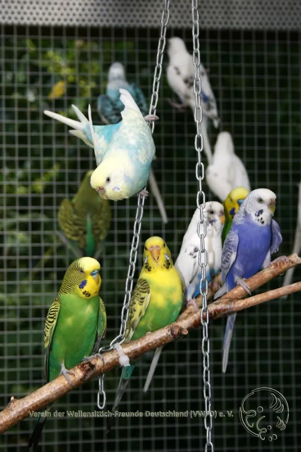 Wellensittiche sind im Schwarm am glücklichsten