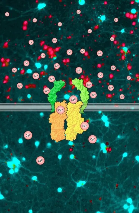 Caption see text (Source: Fakler Lab)