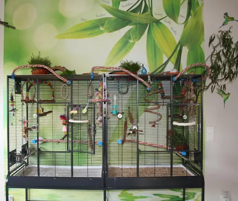 Die Grundpfeiler der Wellensittichhaltung Bild: Die Grundpfeiler der Wellensittichhaltung