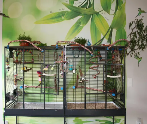 Bild: Die Grundpfeiler der Wellensittichhaltung