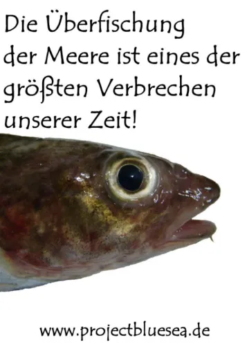 Bild: Ozeane in Not