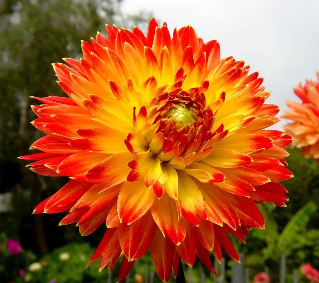 Dahlie © Ente Giardini Botanici Villa Taranto