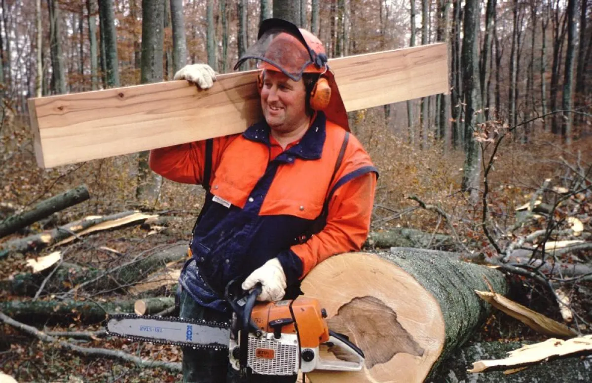 Attraktives Farbspiel der Natur: Durch die Einlagerung von Gerbstoffen und Harzen verfärbt sich das Kernholz einiger Holzarten unter Luftzutritt. Foto: Regierungspräsidium Tübingen, Abteilung Forstdir