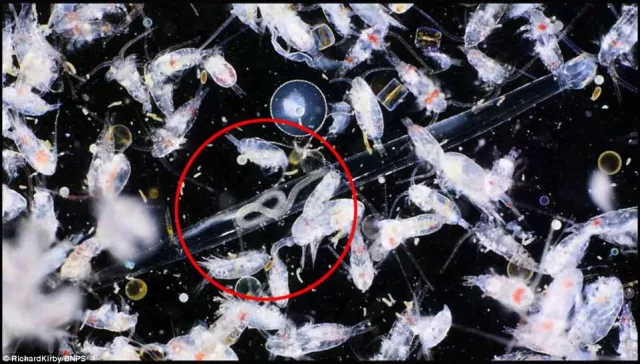 Plasticontrol: Forderung zum Verbot von Mikroplastik Bild: Plasticontrol: Forderung zum Verbot von Mikroplastik