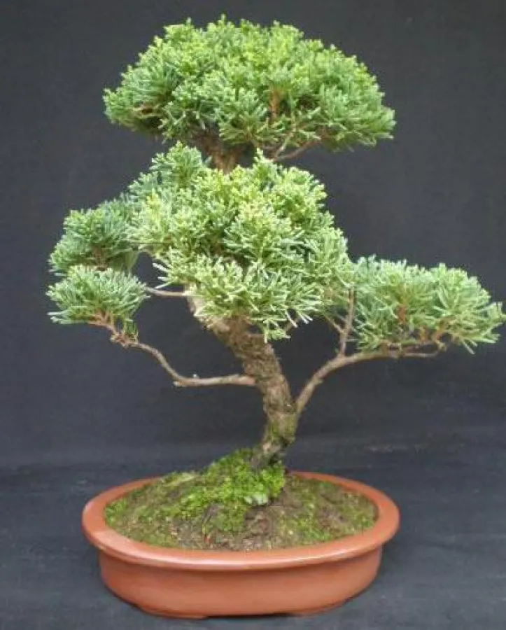 Wacholder Bonsai (Juniperus)