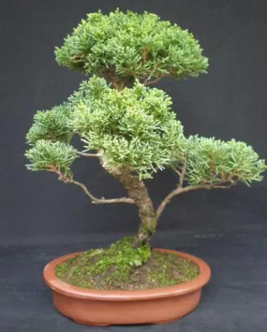 Bild: Bonsai & More erweitert Angebot an Pflanzensortiment