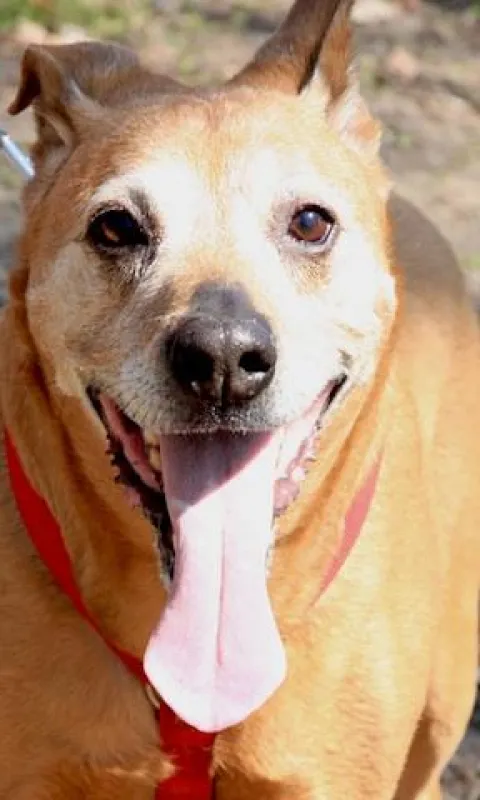 Gute, artgerechte und liebevolle Hundebetreuung muss nicht teuer sein!
