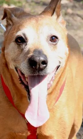 Bild: Artgerechte Hundebetreuung in Berlin