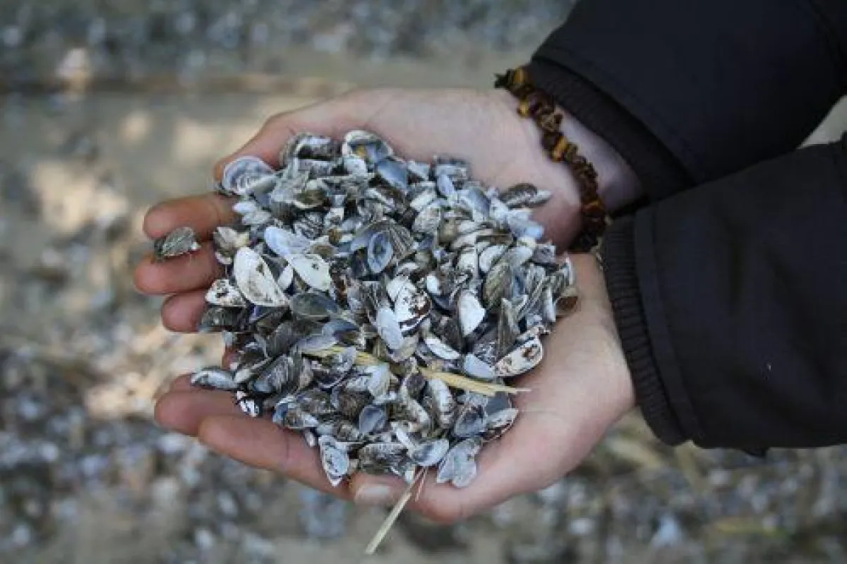 Schalen der im Haff weit verbreiteten Wandermuschel (N. Stybel)