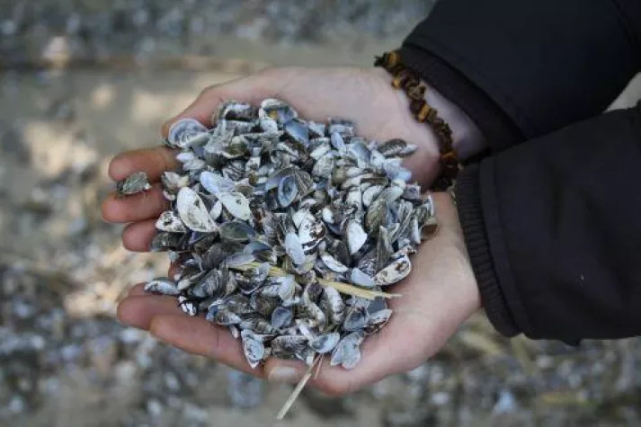 Grenzübergreifender Fotowettbewerb Stettiner Haff eröffnet Bild: Grenzübergreifender Fotowettbewerb Stettiner Haff eröffnet
