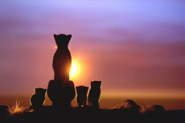 Dia-Festival der Tiere Bild: Dia-Festival der Tiere