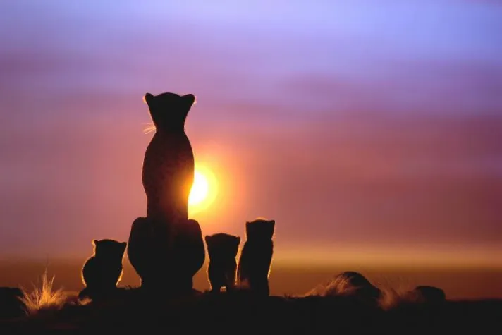 Bild: Dia-Festival der Tiere