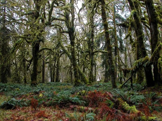 Wo Berge, Ozean und Regenwald sich die Hand reichen - Im Olympic Nationalpark regiert Mutter Natur Bild: Wo Berge, Ozean und Regenwald sich die Hand reichen - Im Olympic Nationalpark regiert Mutter Natur
