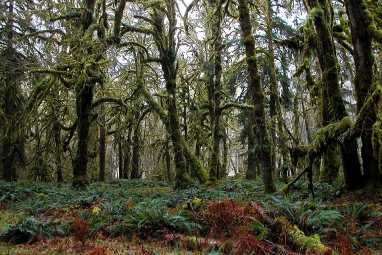Bild: Wo Berge, Ozean und Regenwald sich die Hand reichen - Im Olympic Nationalpark regiert Mutter Natur