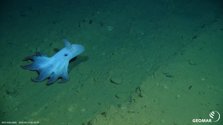 Bild: Reise in die Zeitlupenwelt der Tiefsee: Expedition untersucht ökologische Auswirkungen eines möglichen Tiefseebergbaus