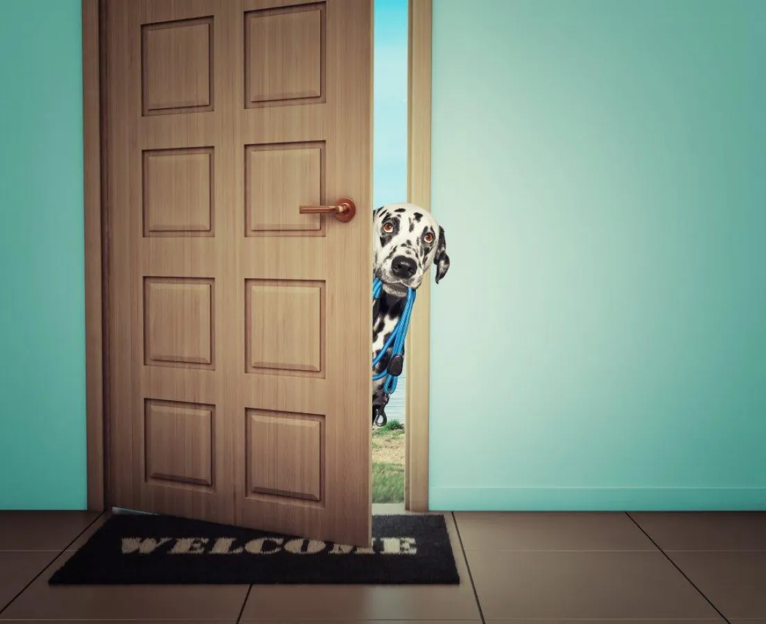 Konditionierungswahnsinn