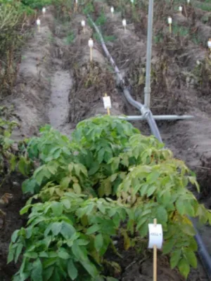 Bild: Gesunde Kartoffeln aus Groß Lüsewitz